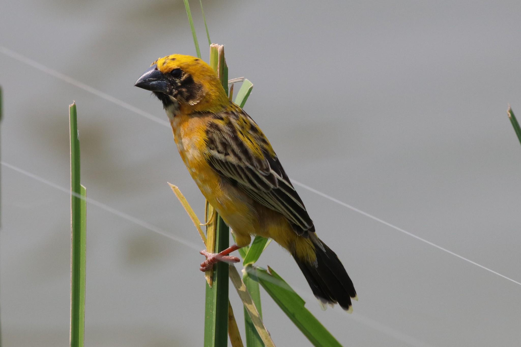 Asian Golden Weaver