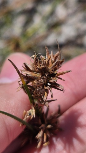 Rhynchospora tenuis observed 2026-08-04