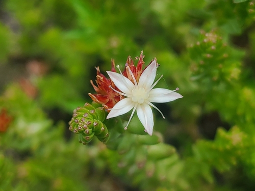 Sedum moranense