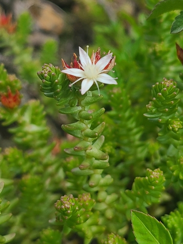 Sedum moranense, photograph 1