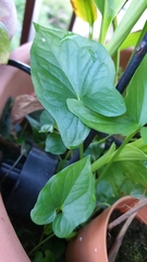 Typhonium trilobatum