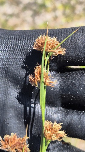 Rhynchospora tenuis observed 2026-08-04