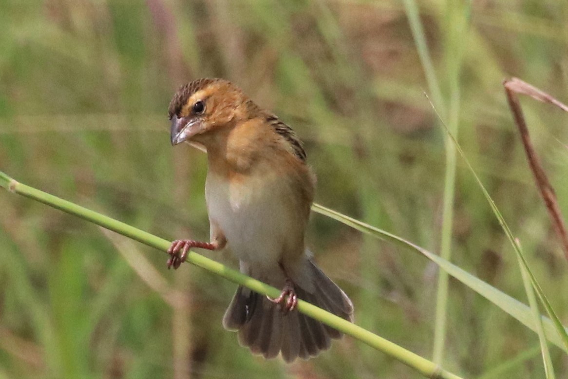 Asian Golden Weaver