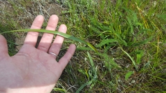 Calochortus tiburonensis