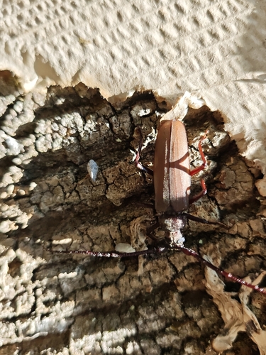grain support beetle