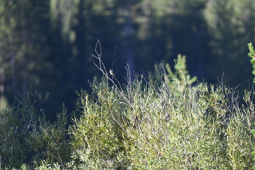 iNaturalist observation photo of Western Wood-Pewee
