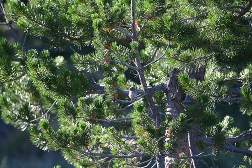 iNaturalist observation photo of Brewer's Sparrow