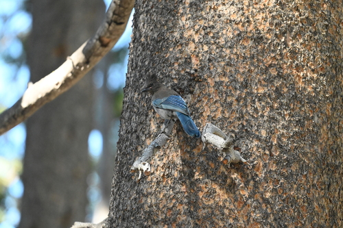 iNaturalist observation photo of Steller's Jay