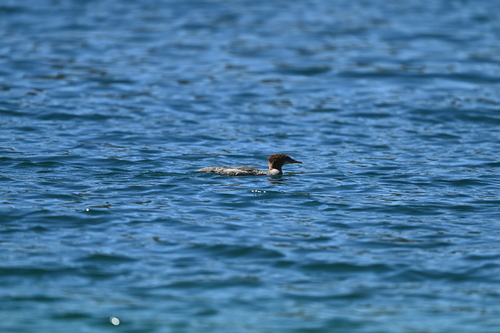 iNaturalist observation photo of Common Merganser