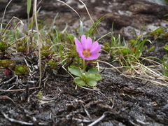 Primula cuneifolia