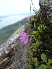 Primula cuneifolia