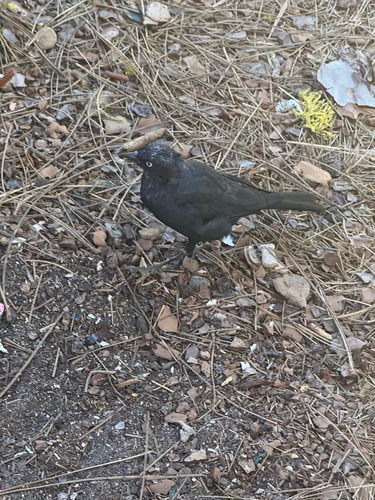 iNaturalist observation photo of Brewer's Blackbird