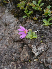 Primula cuneifolia