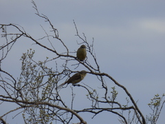 Stigmatura budytoides