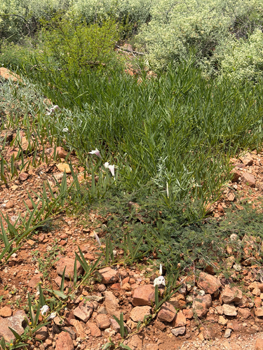 Ipomoea longifolia, photograph 5