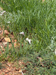 Ipomoea longifolia, photograph (c) CK2AZ, some rights reserved (CC BY)