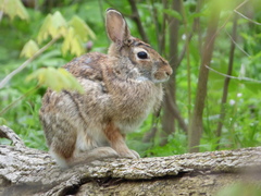 Sylvilagus floridanus