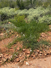 Ipomoea longifolia, photograph (c) CK2AZ, some rights reserved (CC BY)