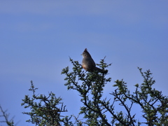 Rhinocrypta lanceolata