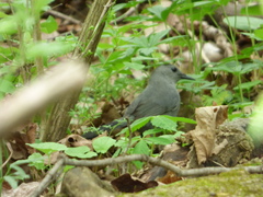 Dumetella carolinensis