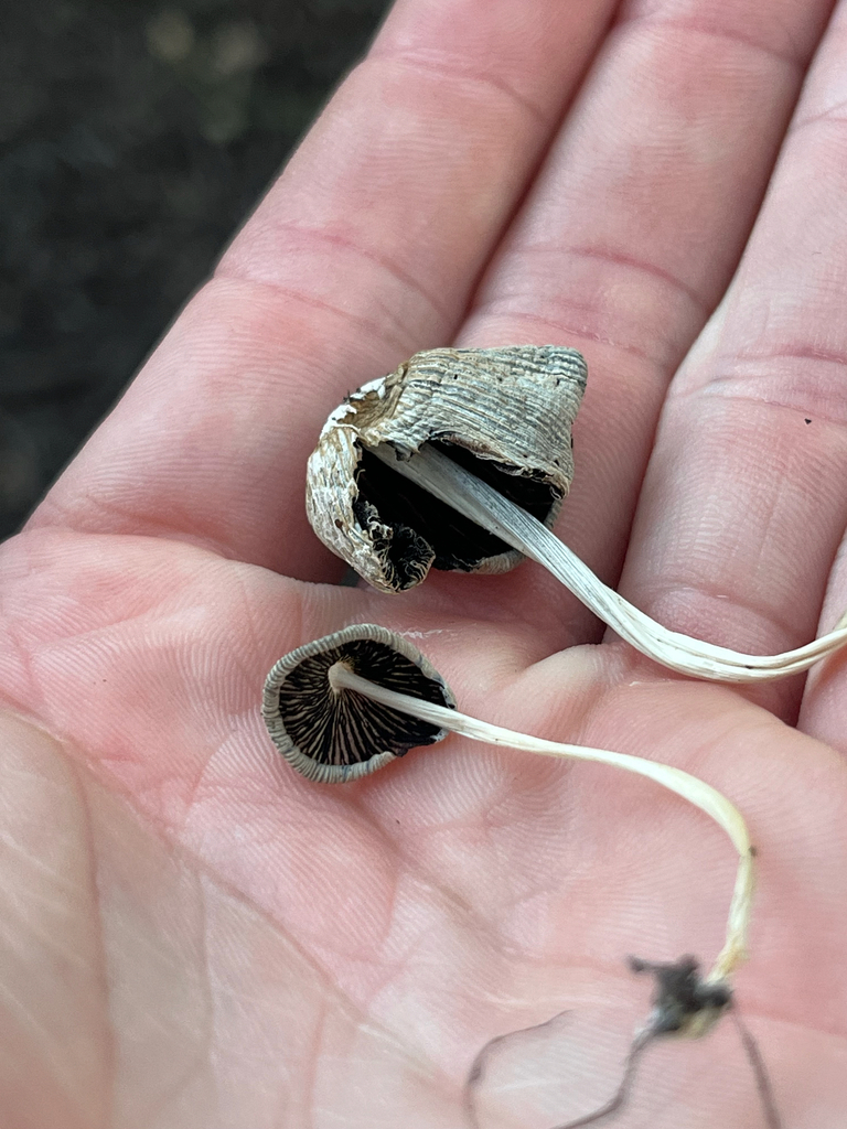 flocculose inkcap · August 2026 · photo: Photo: no rights reserved · iNaturalist