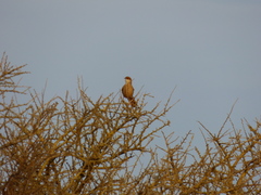 Tarphonomus certhioides