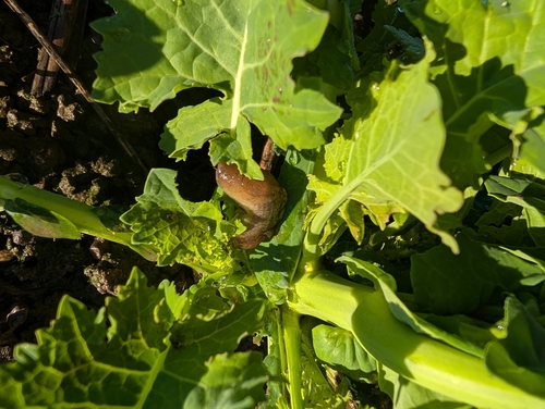 Greenhouse Slug