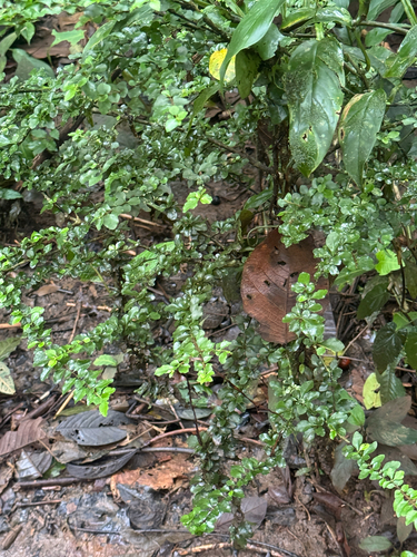 Malpighia coccigera observed 2026-08-05
