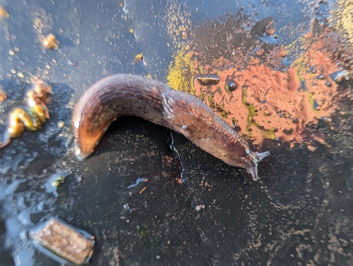 Chestnut Slug