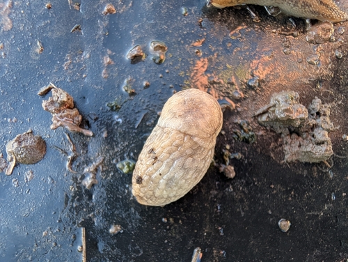 Milky Slug