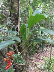 Cordyline murchisoniae