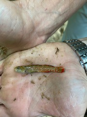 Etheostoma artesiae