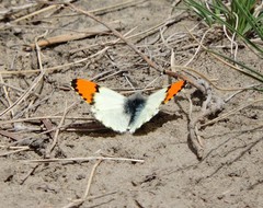 Anthocharis julia sulfuris