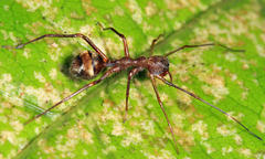 Myrmecium