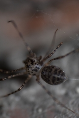 Scytodes