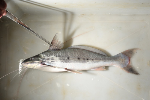 Zamurito (Calophysus macropterus) — Pimelodidae — 5