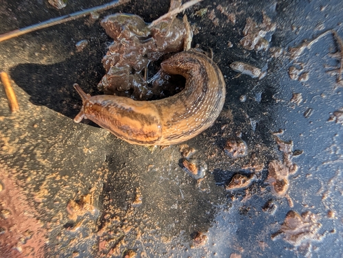 Threeband Slugs