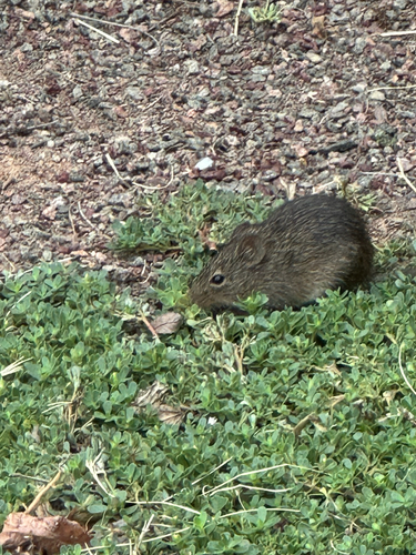Hispid Cotton Rat