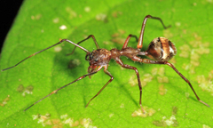 Myrmecium