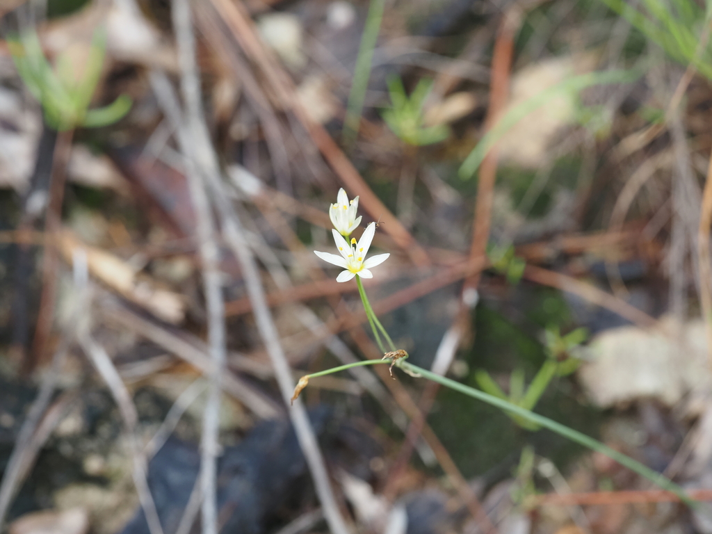Nothoscordum bivalve; photograph (c) carter, some rights reserved (CC BY)