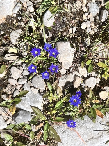 Gentiana aquatica pseudoaquatica