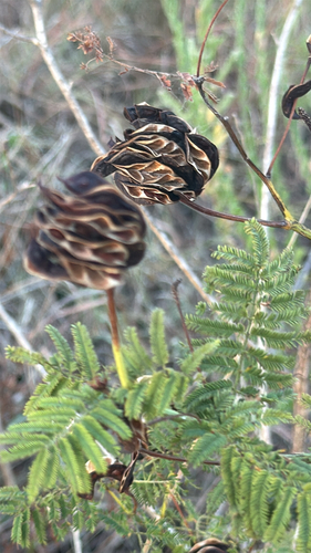 Illinois bundleflower