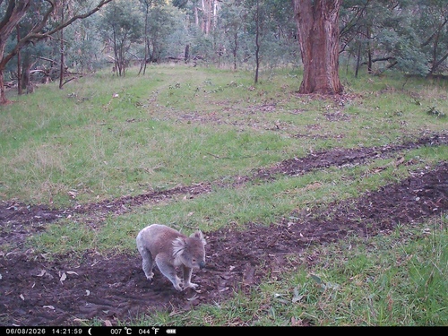 Koala