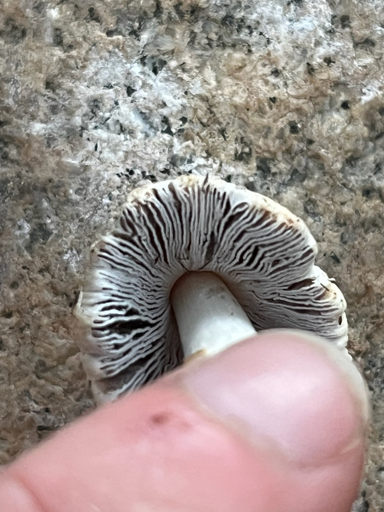 flocculose inkcap · August 2026 · photo: Photo: no rights reserved · iNaturalist