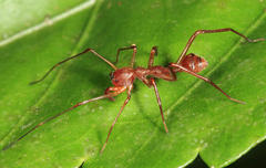 Myrmecium
