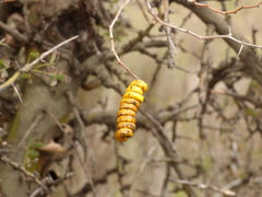 Prosopis strombulifera