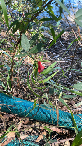 Dusky coral pea