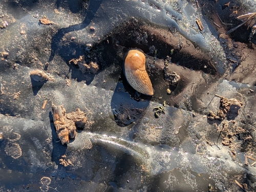 Milky Slug
