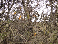 Prosopis strombulifera