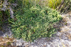 Stenanthera pinifolia